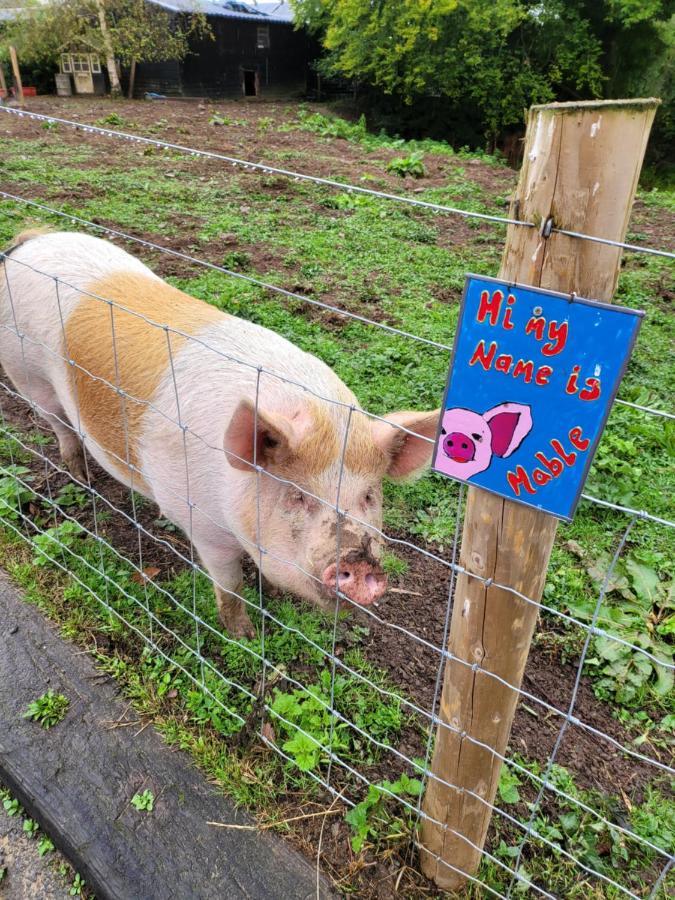 Hideaway Escapes, Farmhouse B&B & Holiday Home, Ideal Family Stay Or Romantic Break, Friendly Animals On Our Smallholding In Beautiful Pembrokeshire Setting Close To Нарберт Экстерьер фото